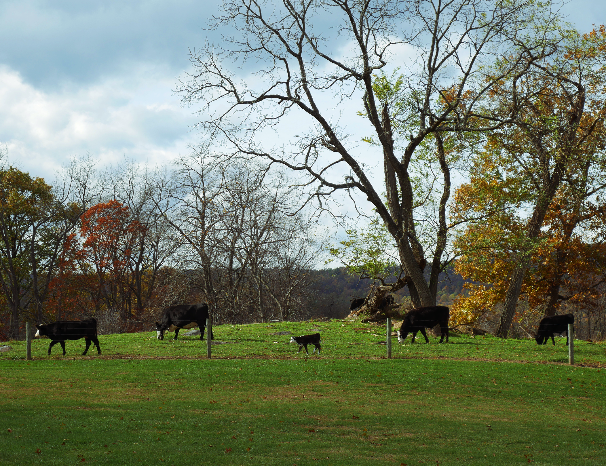 Portfolio image: Cows