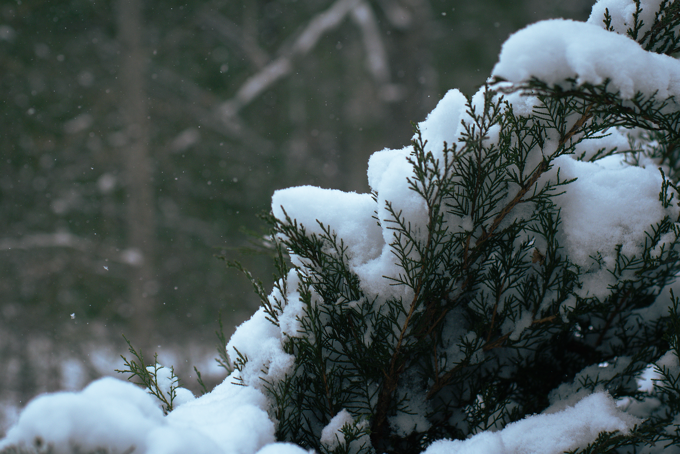 Portfolio image: Snow